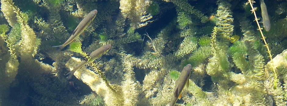 Fischzucht Schiefer
