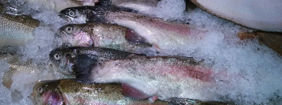 Fischzucht Schiefer