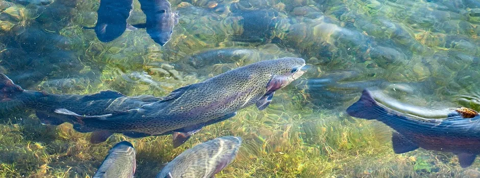 Fischzucht Schiefer