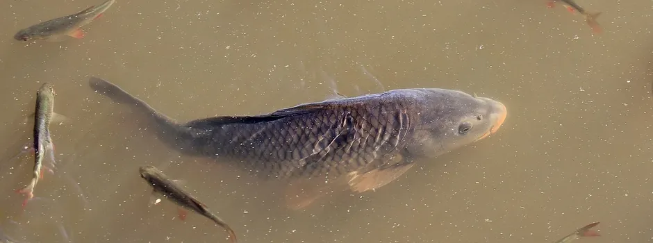 Fischzucht Schiefer